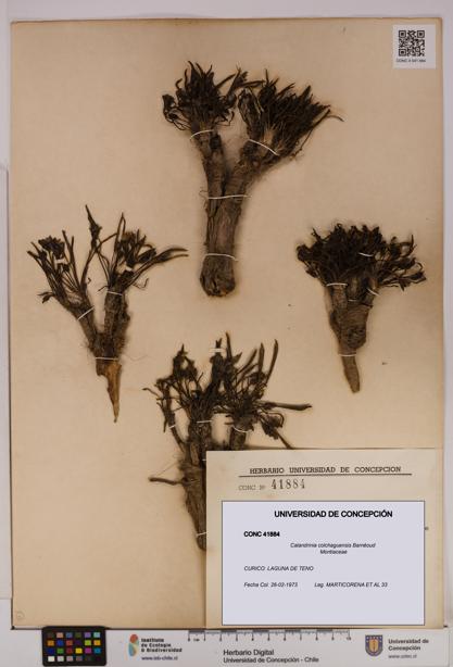 Calandrinia colchaguensis [Espécimen: UDEC:CONC:0041884]