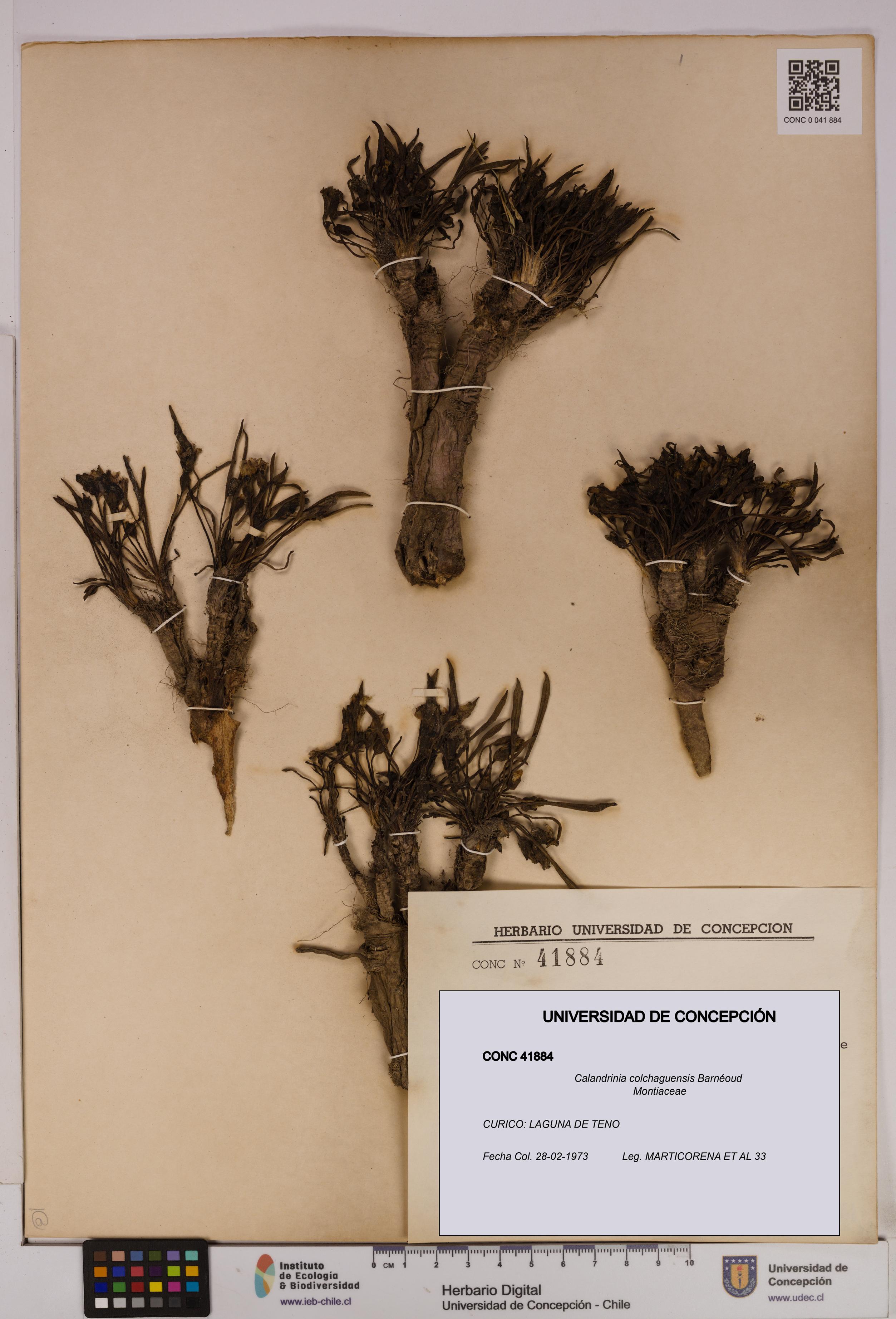 Calandrinia colchaguensis [Espécimen: UDEC:CONC:0041884]
