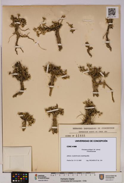 Portulaca philippii [Espécimen: UDEC:CONC:0041888]