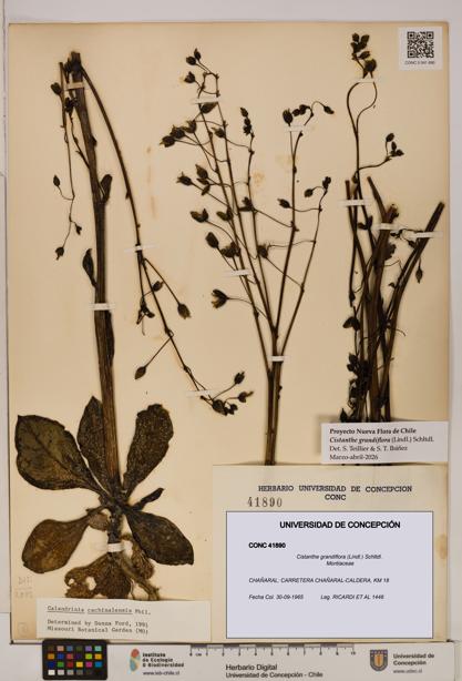 Cistanthe grandiflora [Espécimen: UDEC:CONC:0041890]