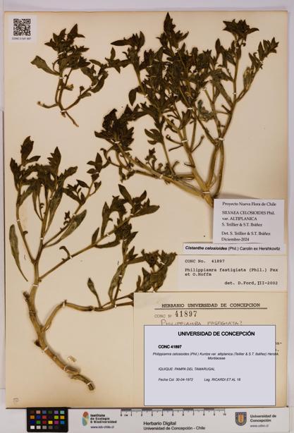 Philippiamra celosioides [Espécimen: ]