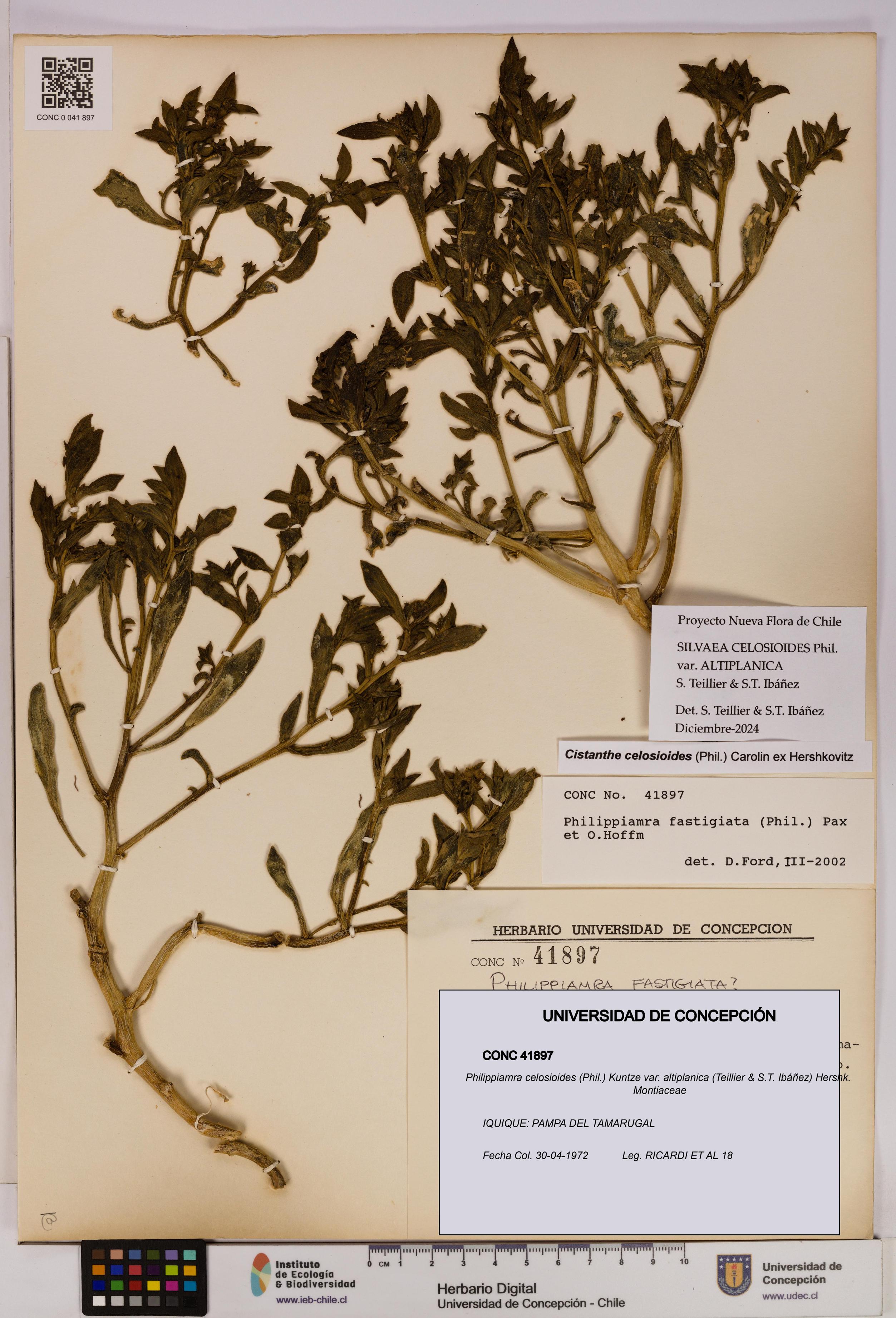 Philippiamra celosioides [Espécimen: ]