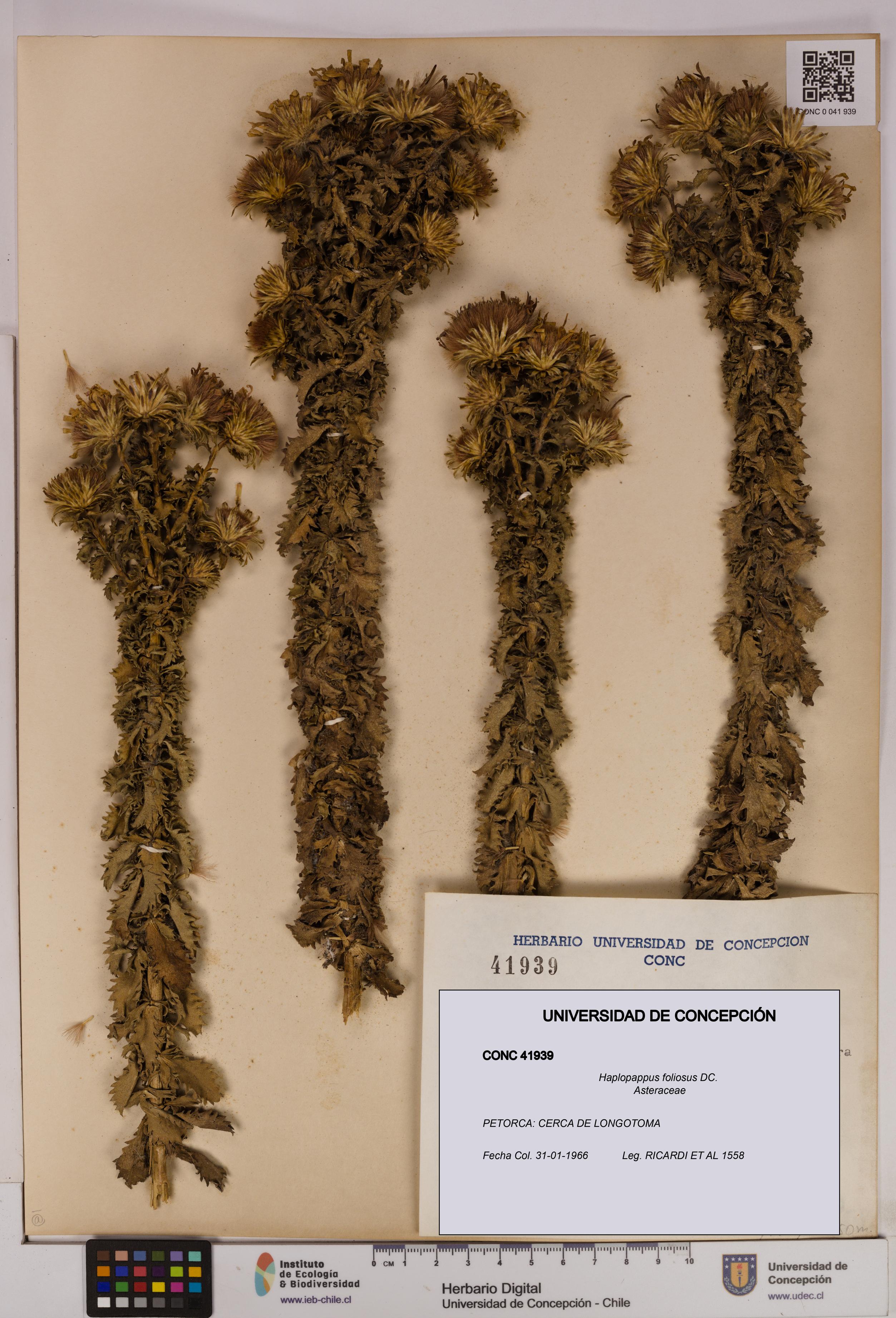 Haplopappus foliosus [Espécimen: UDEC:CONC:0041939]