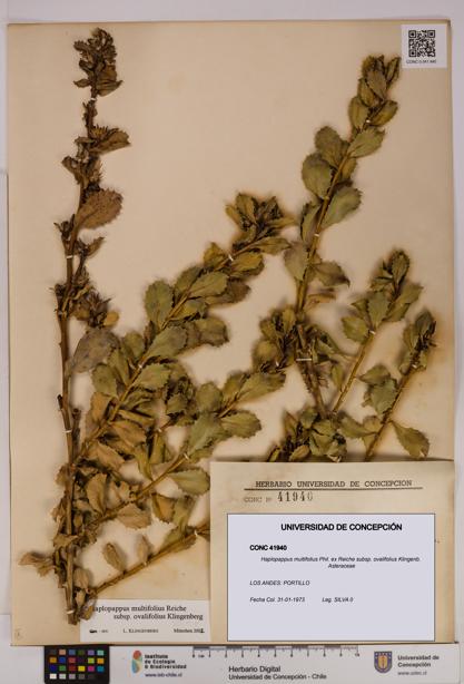 Haplopappus multifolius subsp. ovalifolius [Espécimen: UDEC:CONC:0041940]