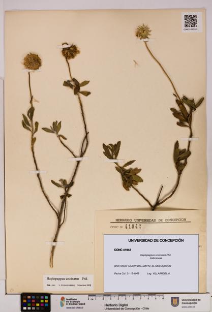 Haplopappus uncinatus [Espécimen: UDEC:CONC:0041942]