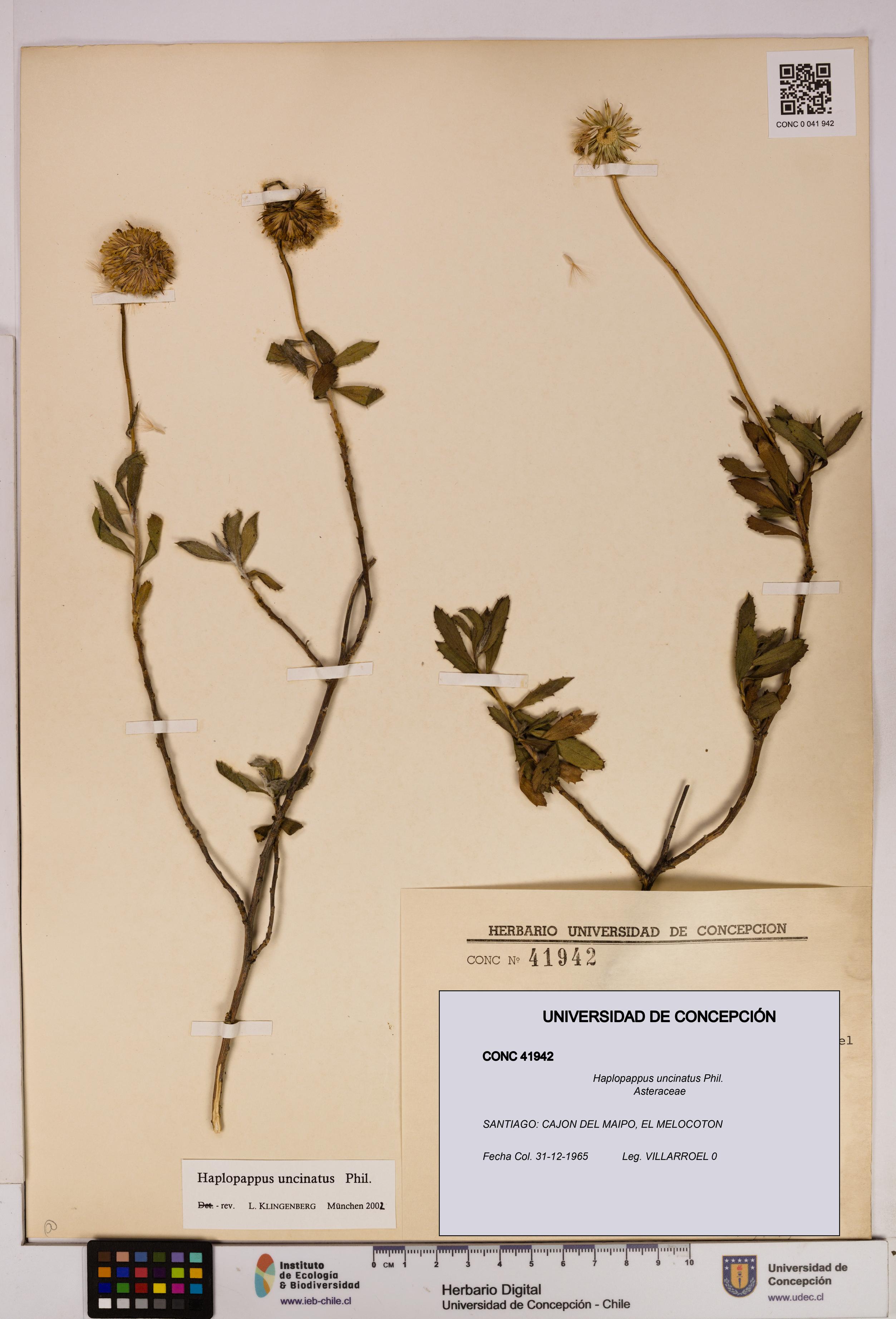Haplopappus uncinatus [Espécimen: UDEC:CONC:0041942]