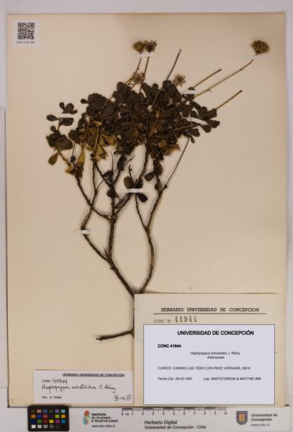 Haplopappus arbutoides [Espécimen: UDEC:CONC:0041944]