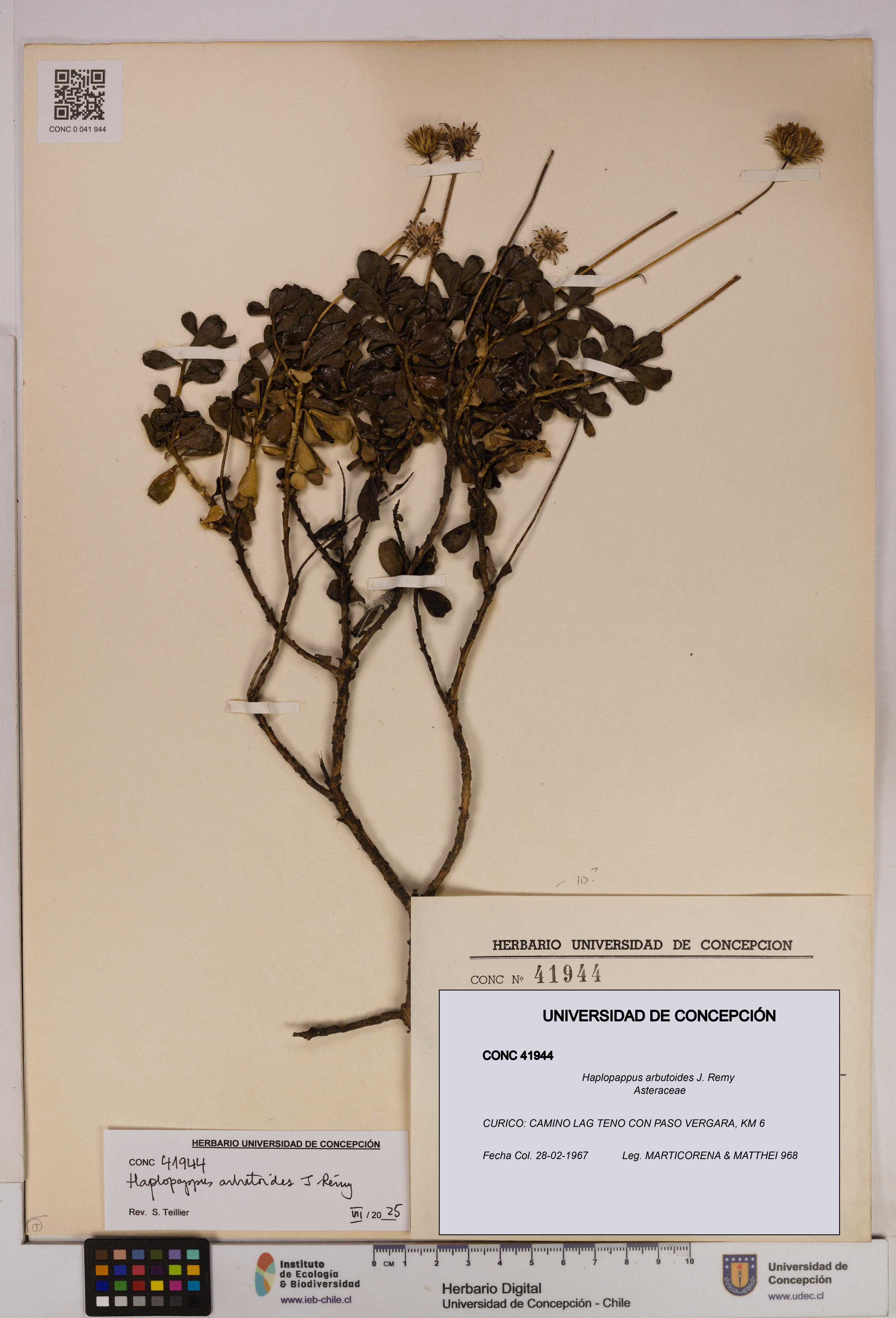 Haplopappus arbutoides [Espécimen: UDEC:CONC:0041944]