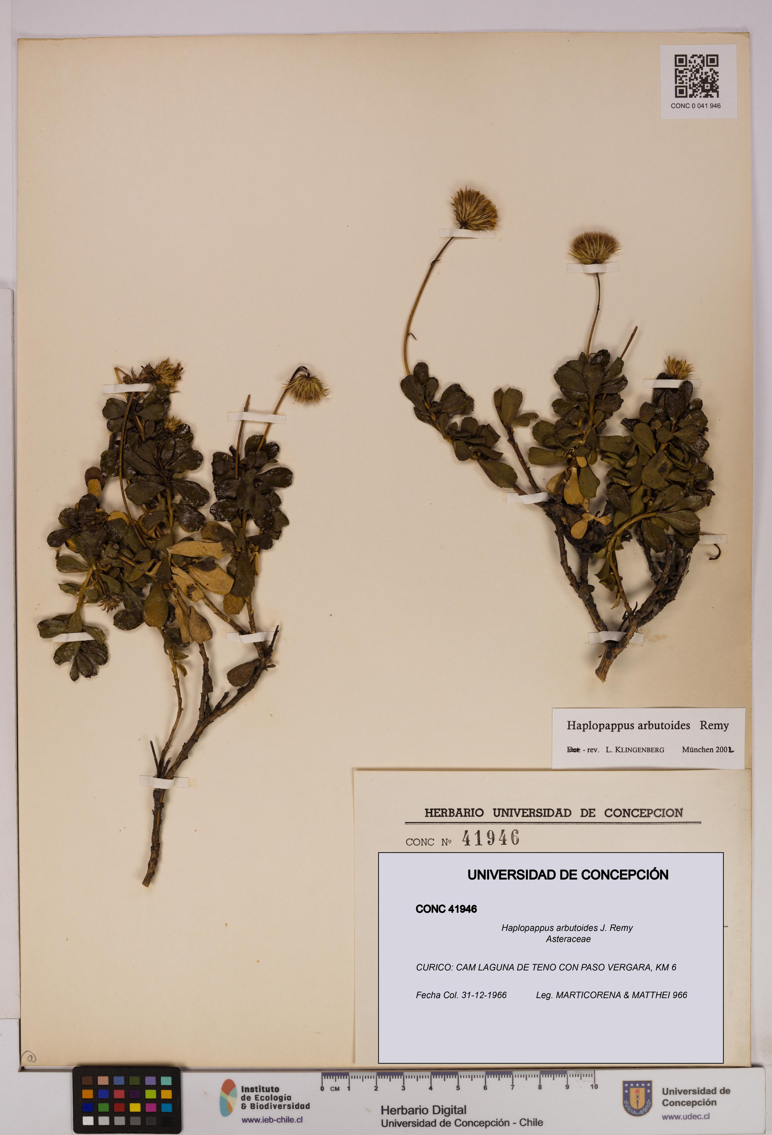 Haplopappus arbutoides [Espécimen: UDEC:CONC:0041946]