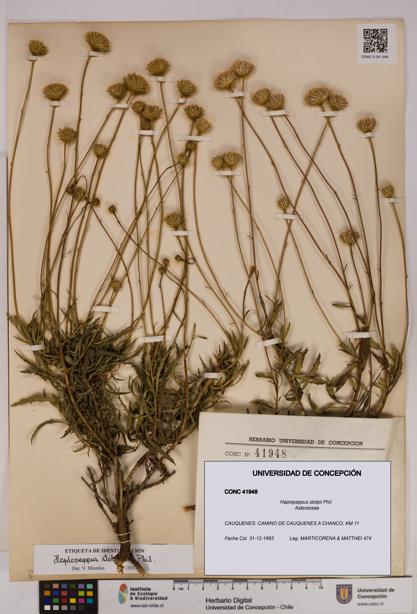 Haplopappus stolpii [Espécimen: UDEC:CONC:0041948]