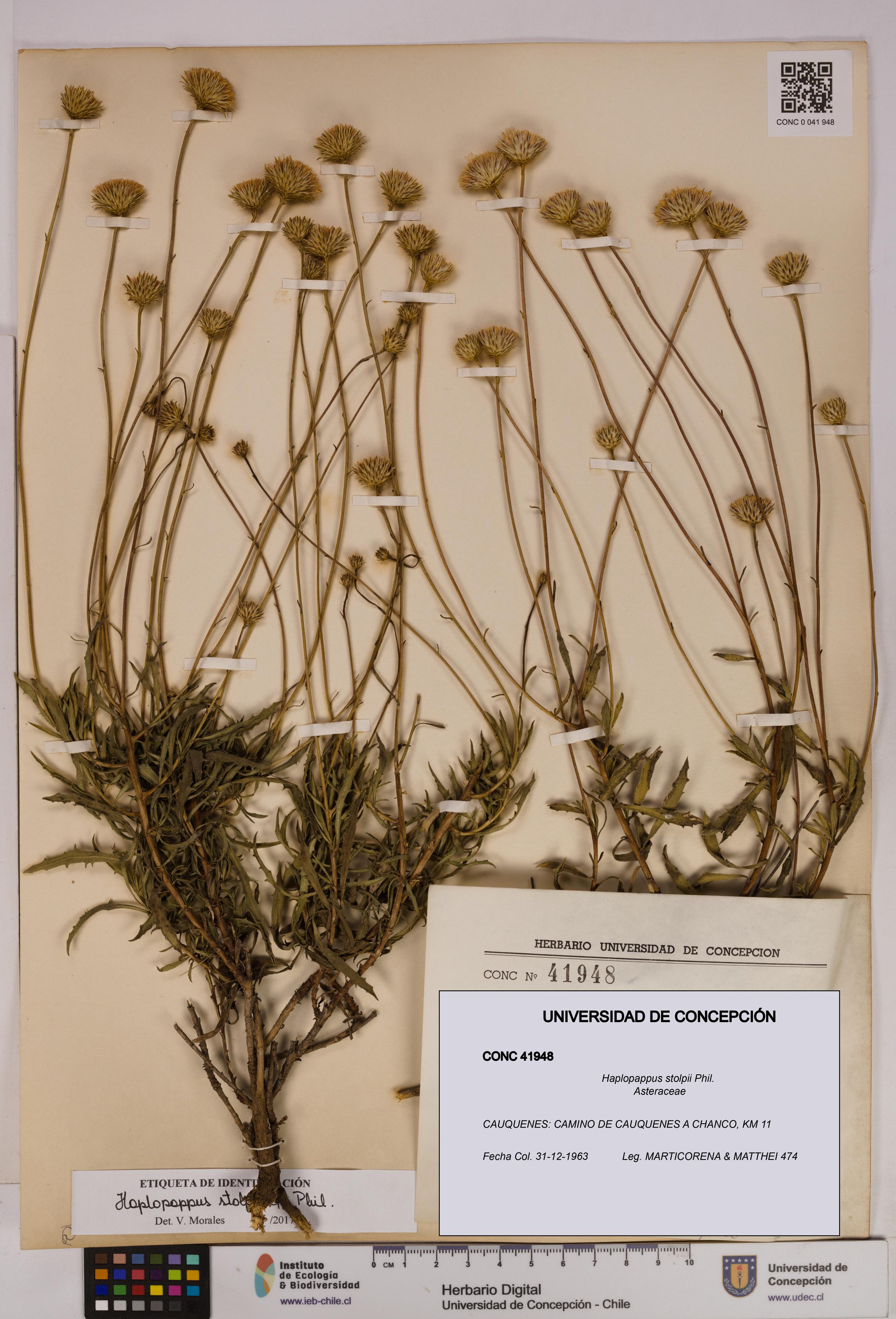 Haplopappus stolpii [Espécimen: UDEC:CONC:0041948]