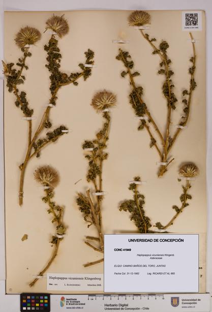 Haplopappus vicuniensis [Espécimen: UDEC:CONC:0041949]