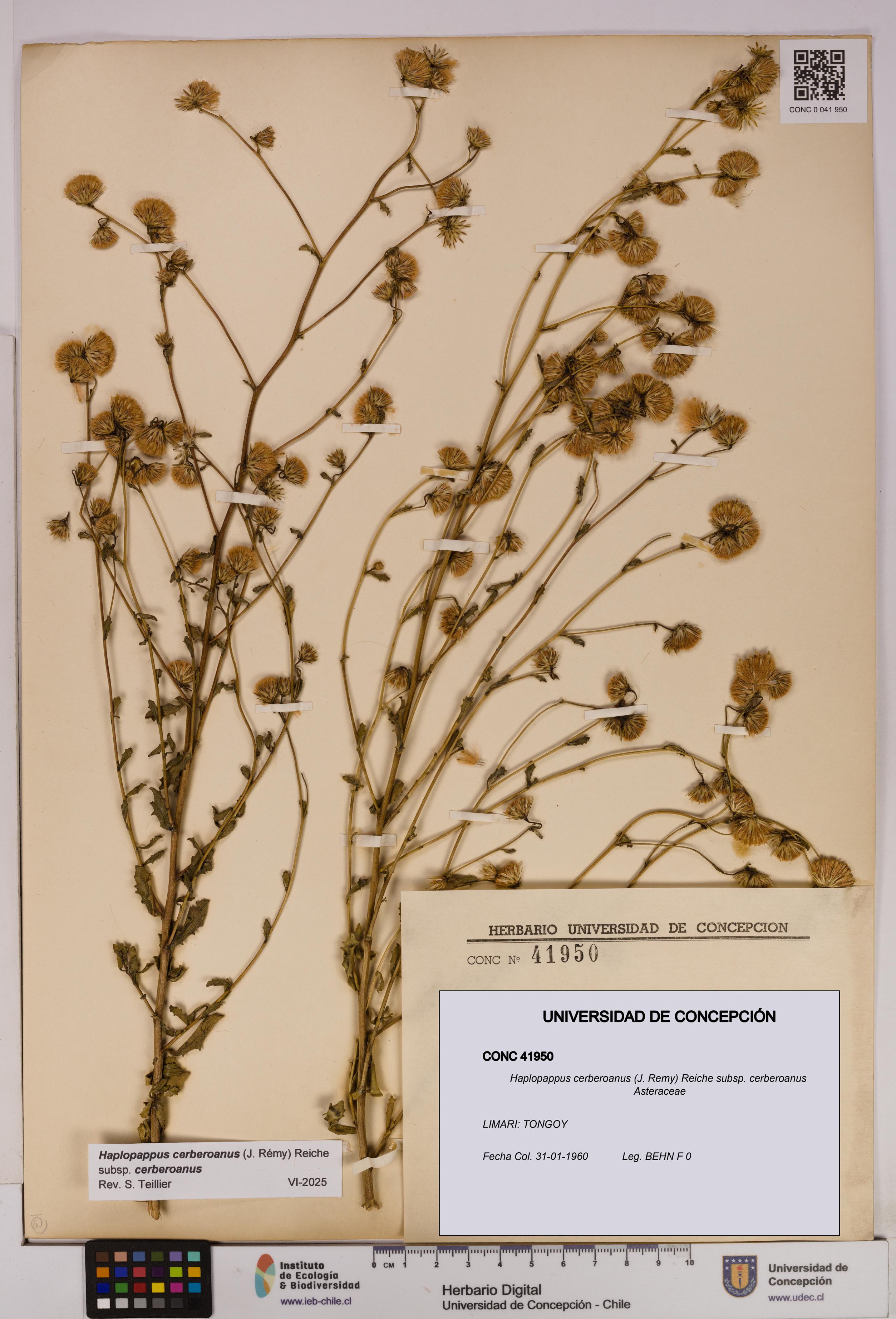 Haplopappus cerberoanus subsp. cerberoanus [Espécimen: UDEC:CONC:0041950]