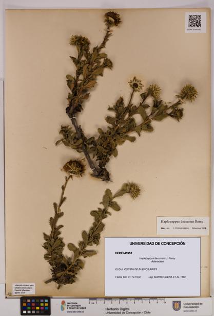 Haplopappus decurrens [Espécimen: UDEC:CONC:0041951]