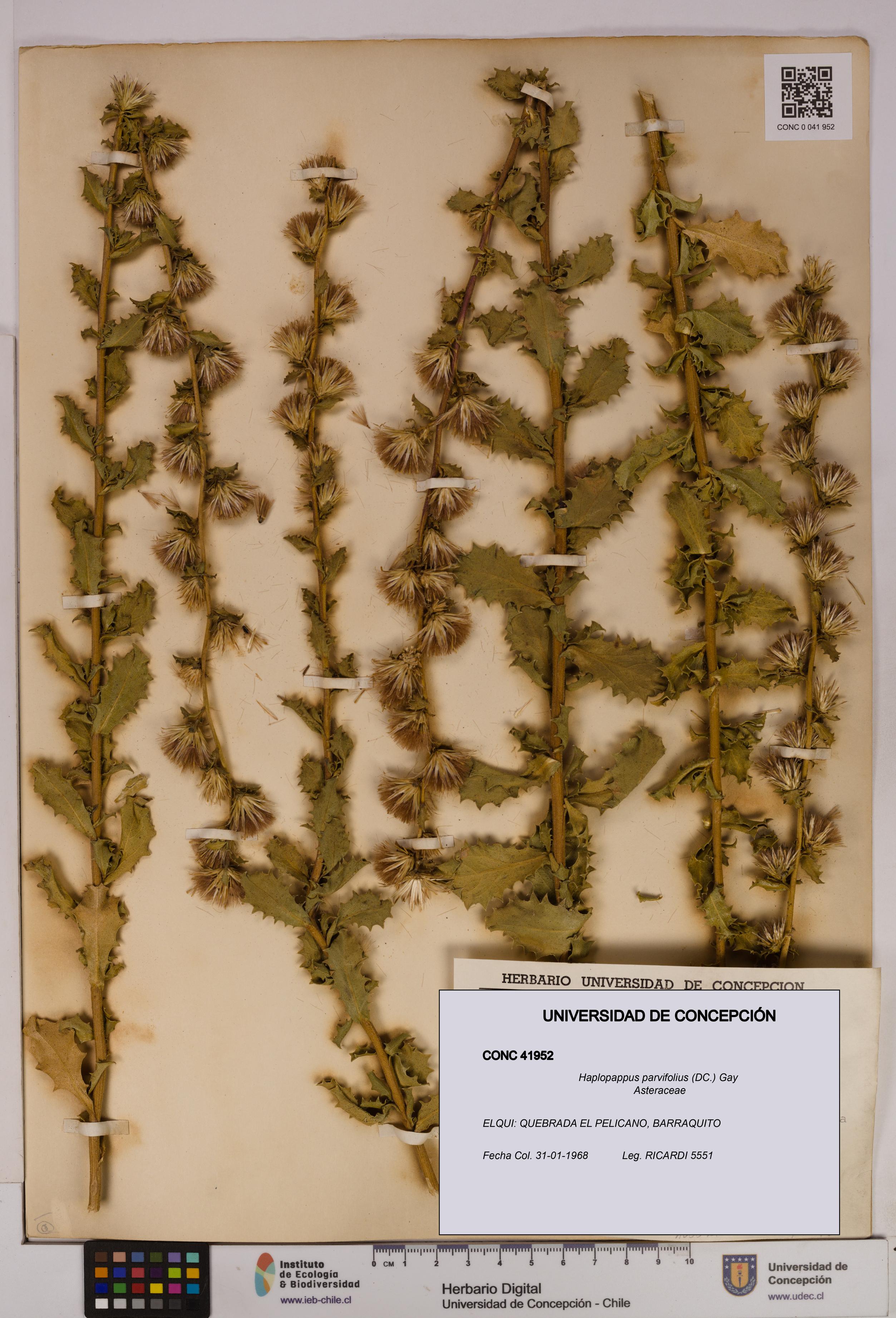 Haplopappus parvifolius [Espécimen: UDEC:CONC:0041952]