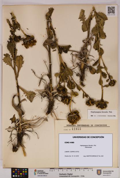 Haplopappus litoralis [Espécimen: UDEC:CONC:0041953]