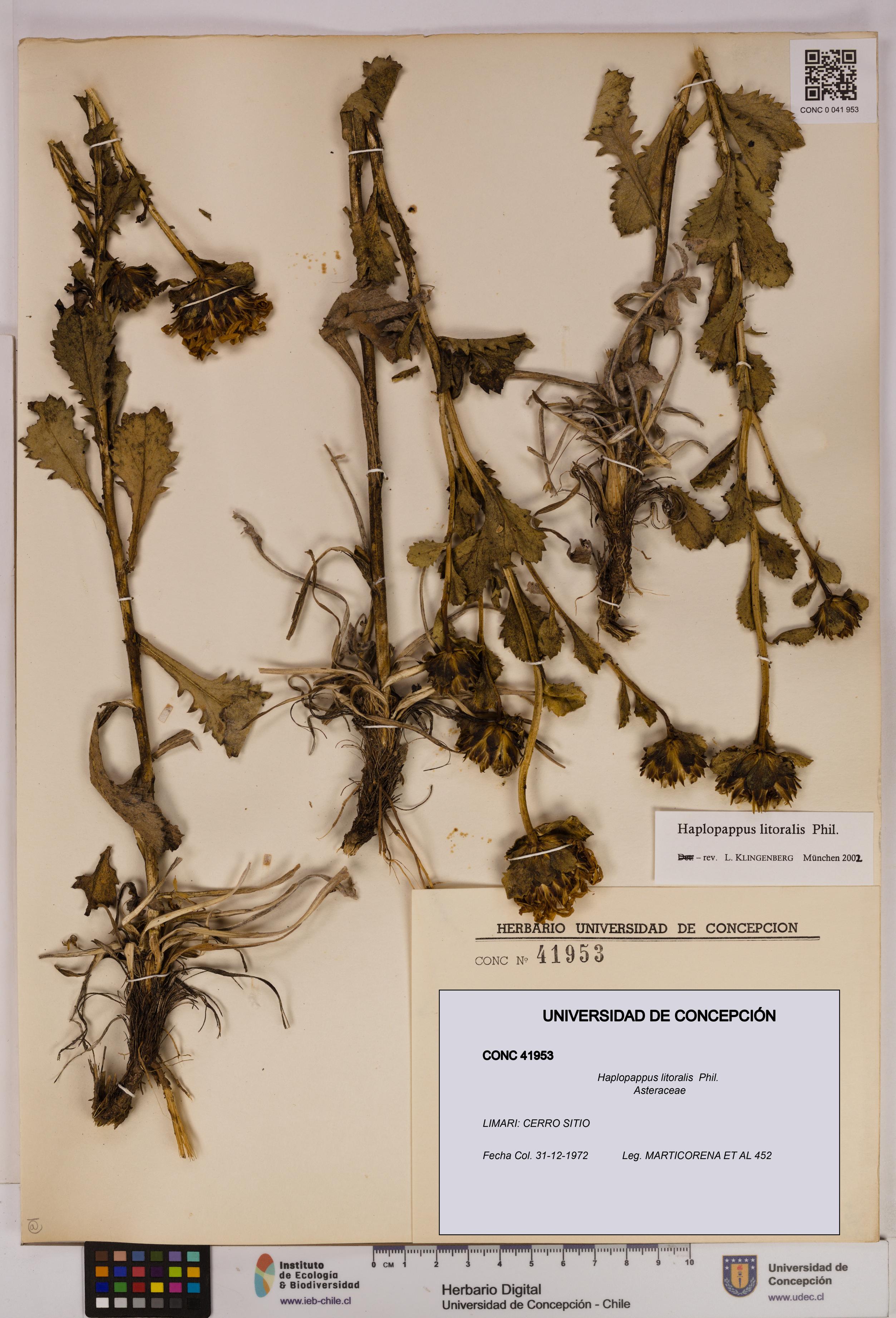 Haplopappus litoralis [Espécimen: UDEC:CONC:0041953]