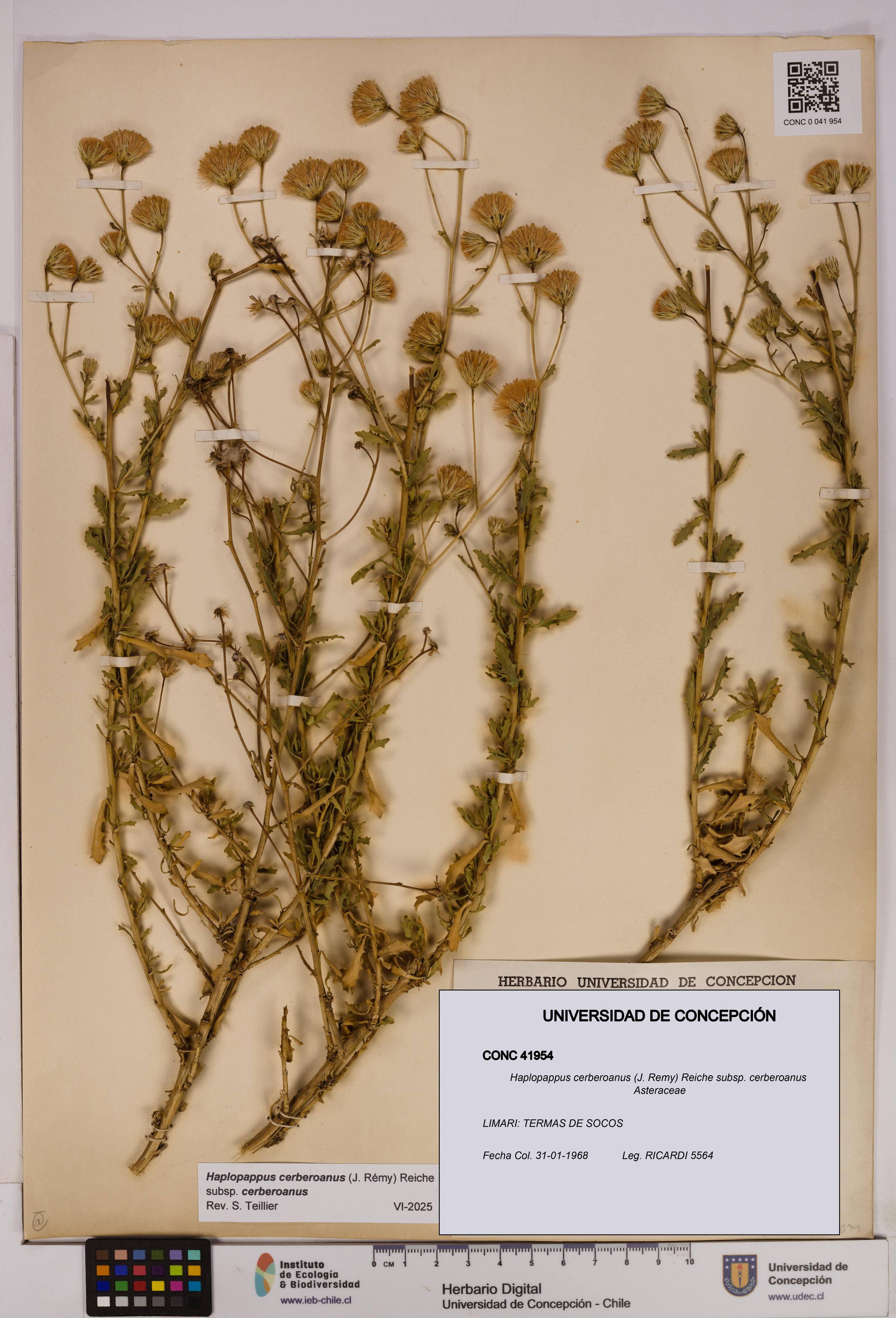 Haplopappus cerberoanus subsp. cerberoanus [Espécimen: UDEC:CONC:0041954]