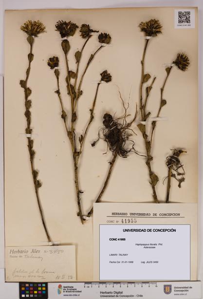 Haplopappus litoralis [Espécimen: UDEC:CONC:0041955]