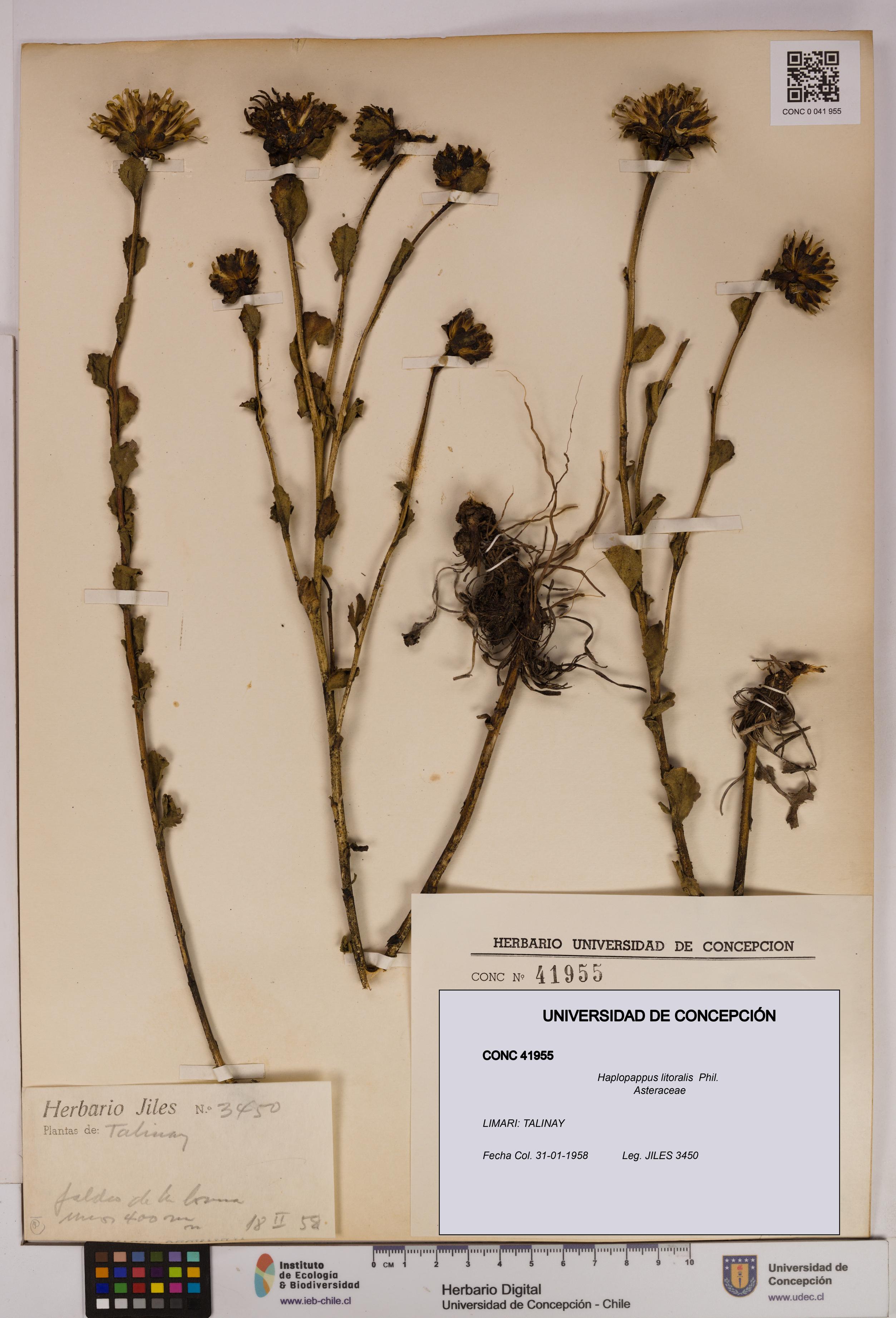 Haplopappus litoralis [Espécimen: UDEC:CONC:0041955]