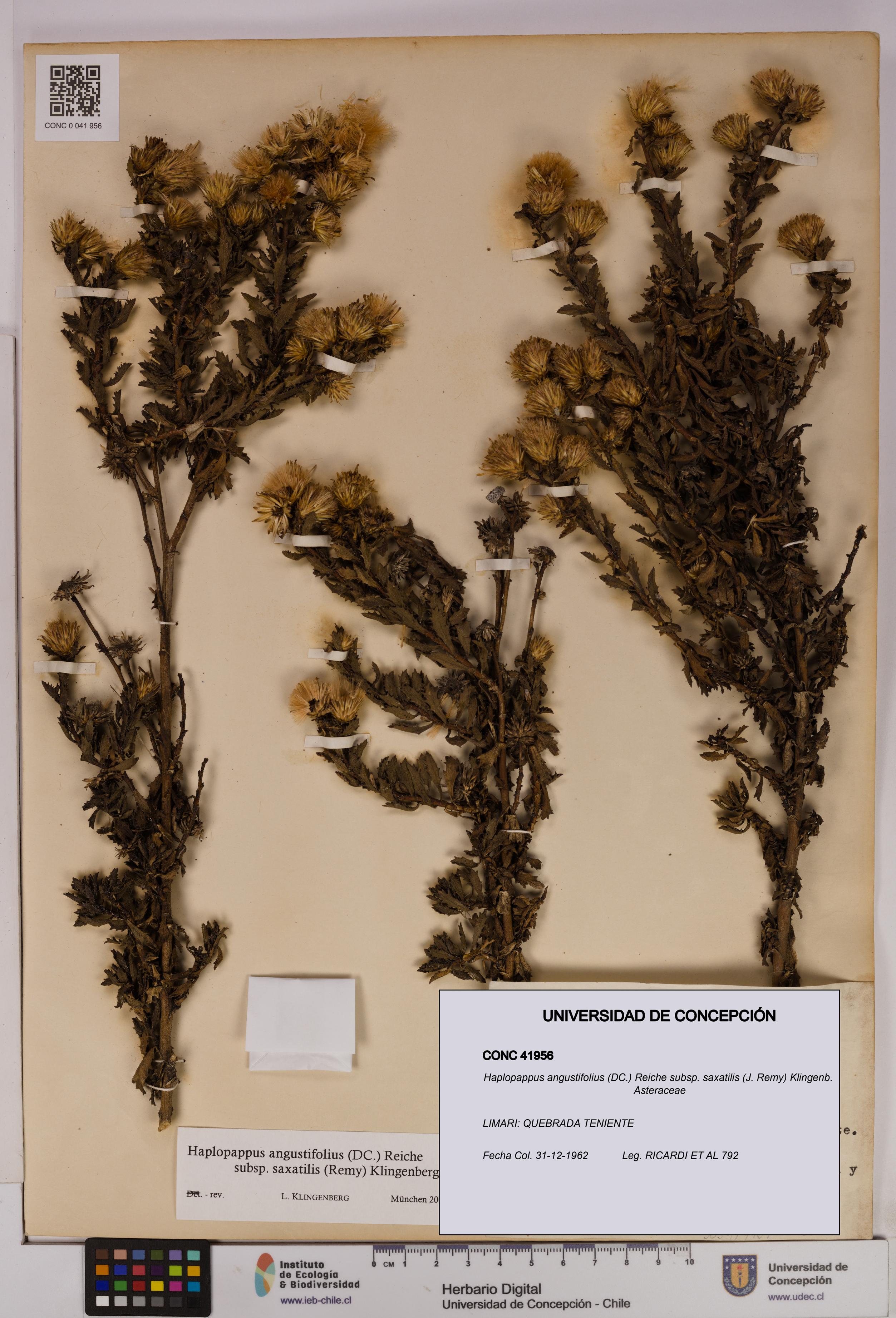 Haplopappus angustifolius subsp. saxatilis [Espécimen: UDEC:CONC:0041956]