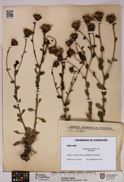 Haplopappus litoralis [Espécimen: UDEC:CONC:0041957]