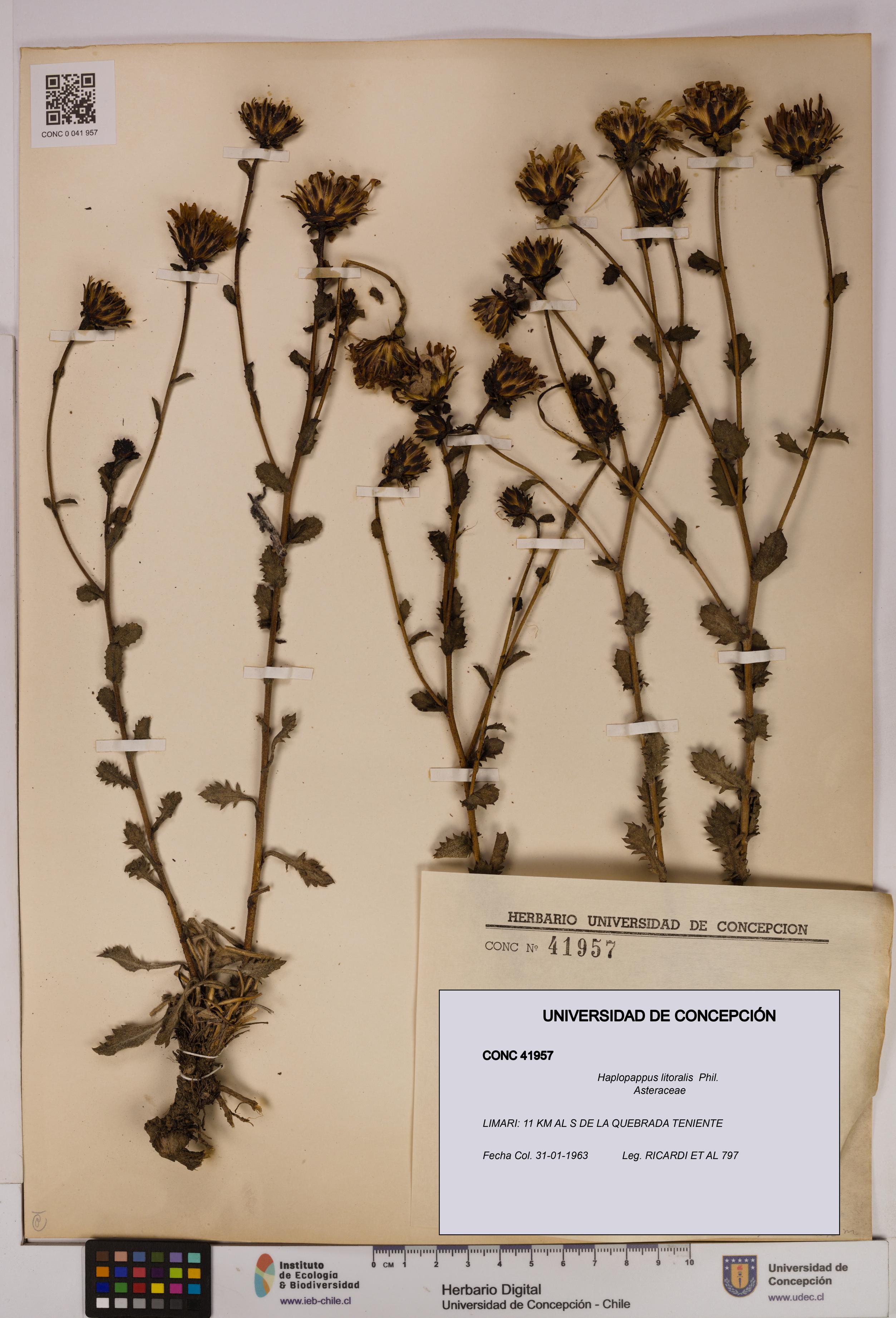Haplopappus litoralis [Espécimen: UDEC:CONC:0041957]