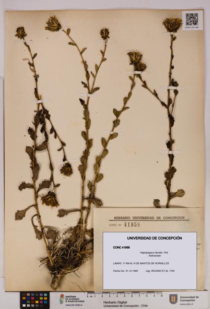 Haplopappus litoralis [Espécimen: UDEC:CONC:0041958]