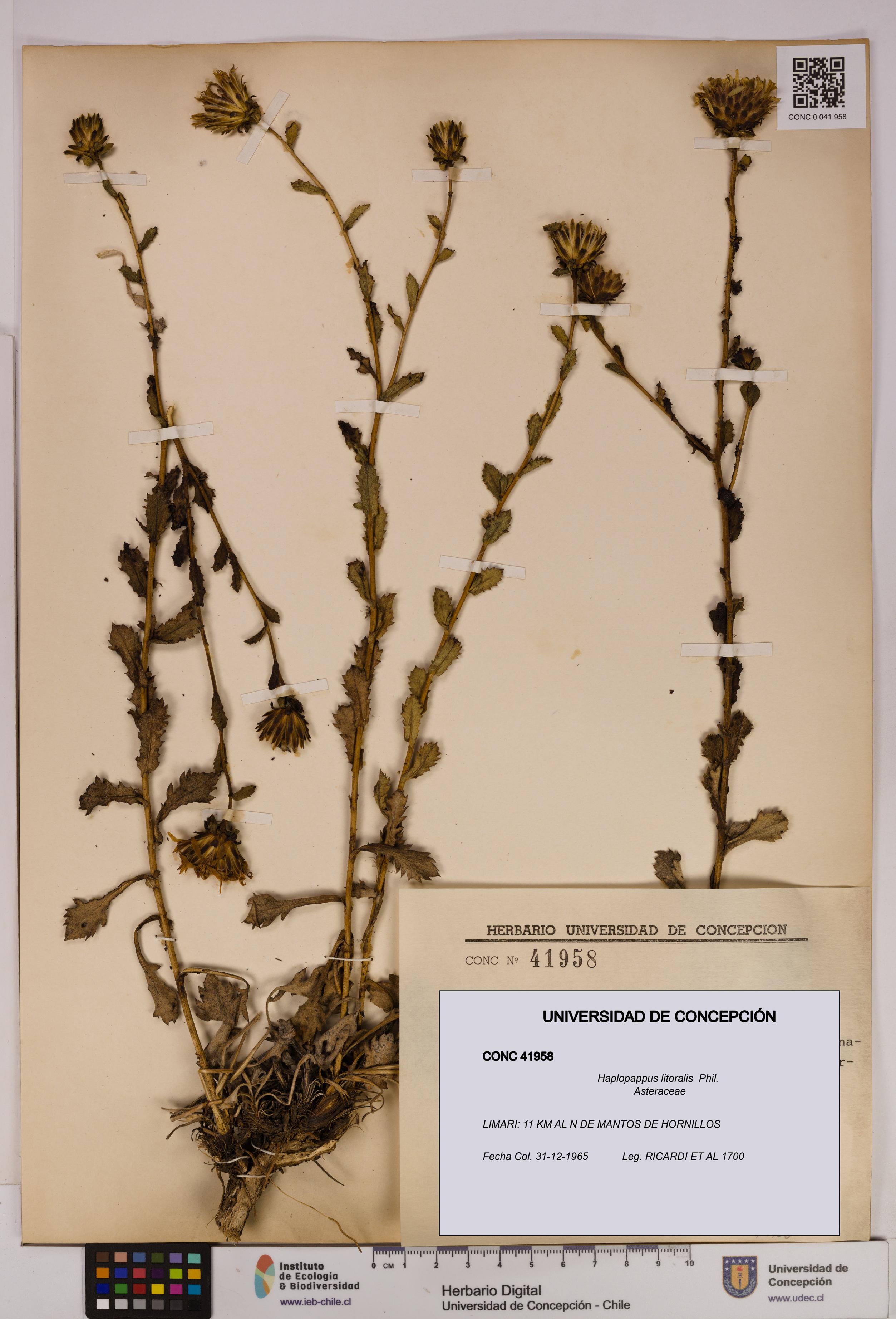 Haplopappus litoralis [Espécimen: UDEC:CONC:0041958]