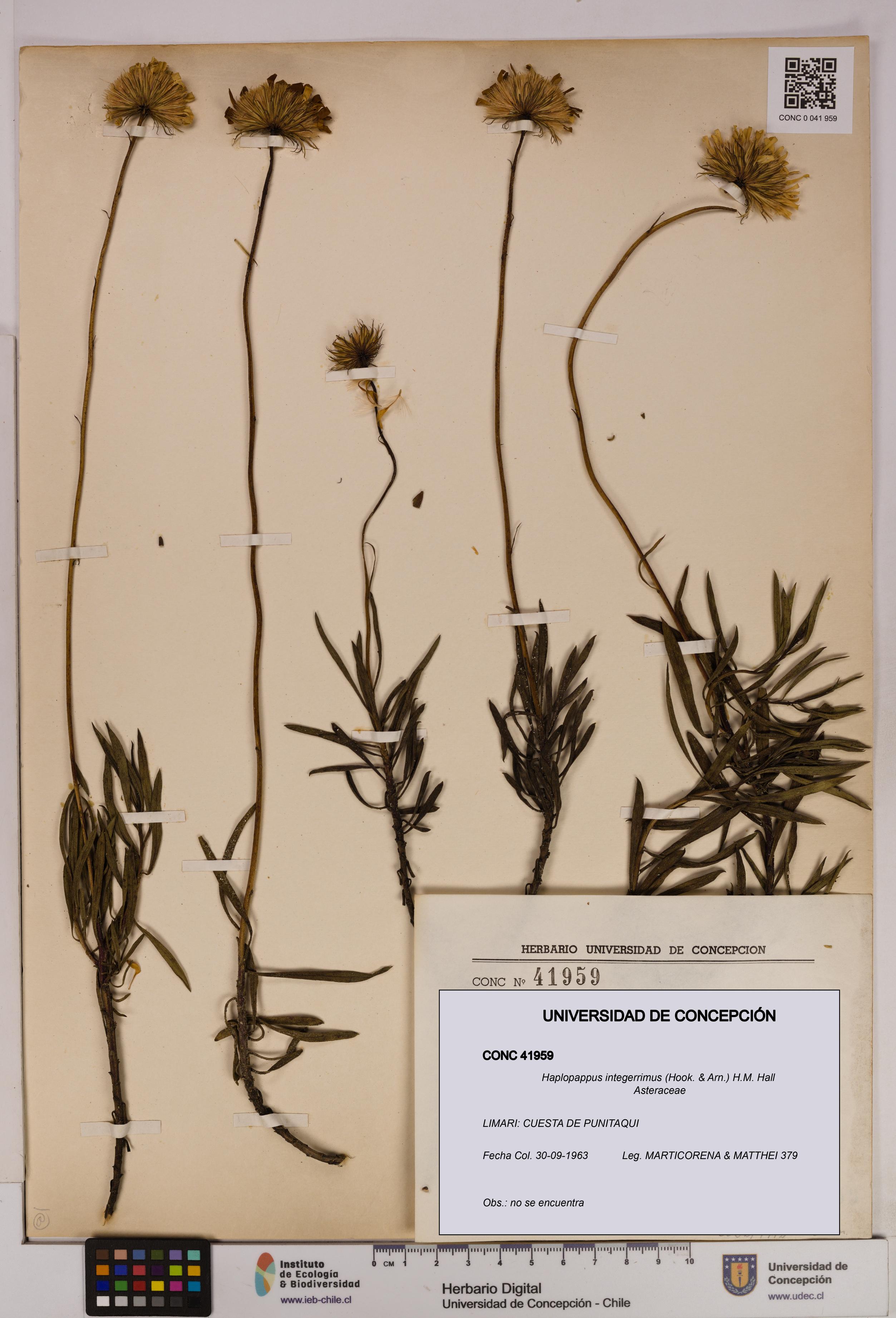 Haplopappus integerrimus [Espécimen: UDEC:CONC:0041959]
