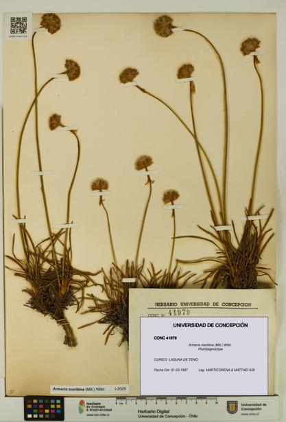 Armeria maritima [Espécimen: UDEC:CONC:0041979]