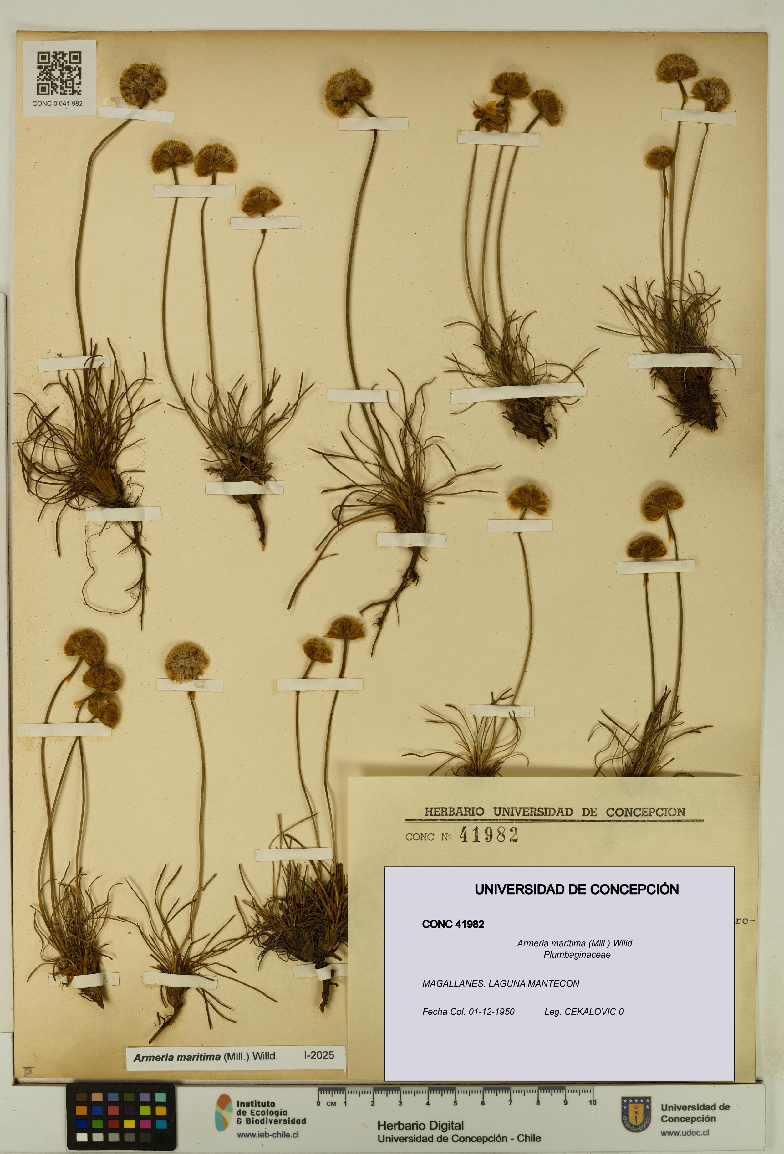 Armeria maritima [Espécimen: UDEC:CONC:0041982]