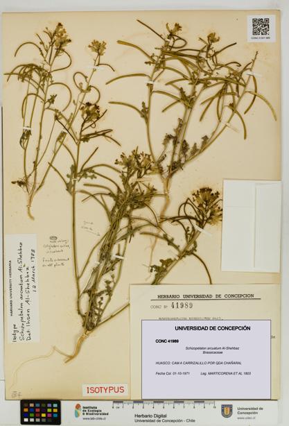 Schizopetalon arcuatum [Espécimen: UDEC:CONC:0041989]