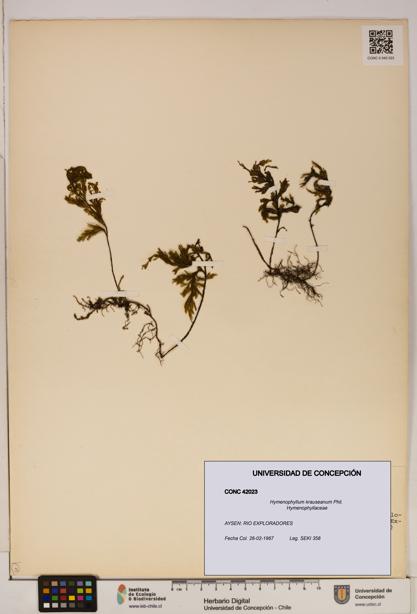 Hymenophyllum krauseanum [Espécimen: ]