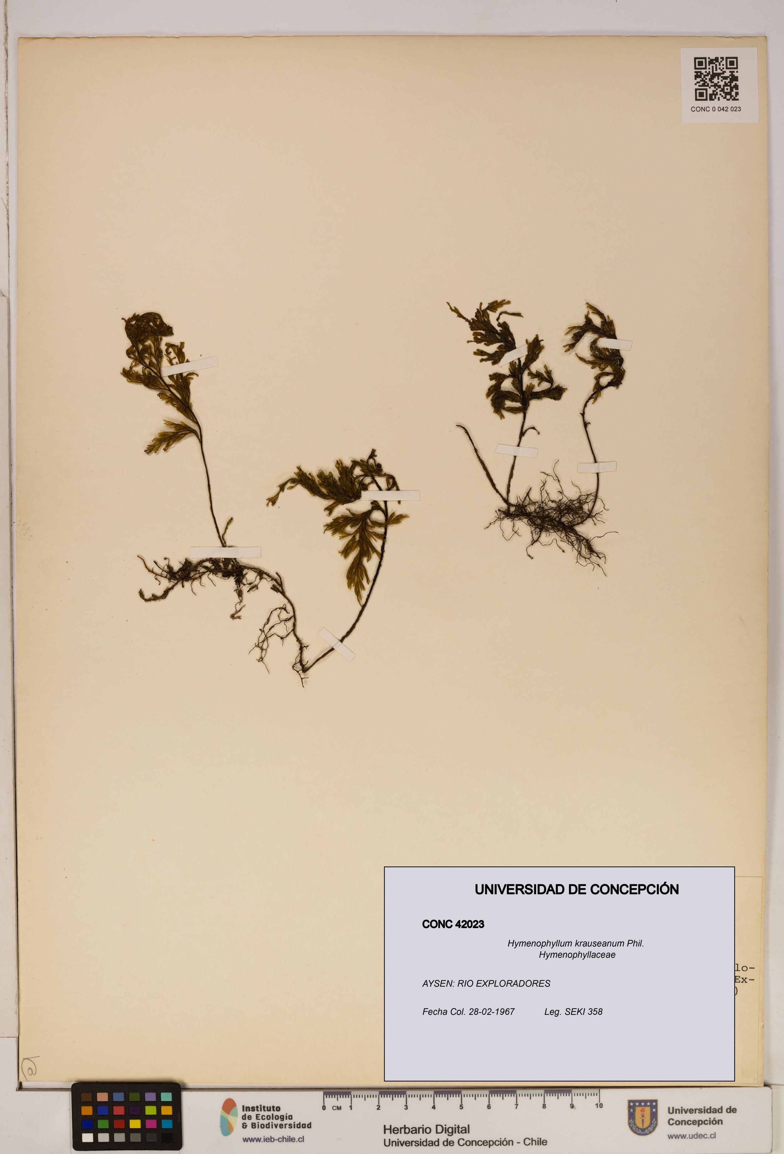 Hymenophyllum krauseanum [Espécimen: ]