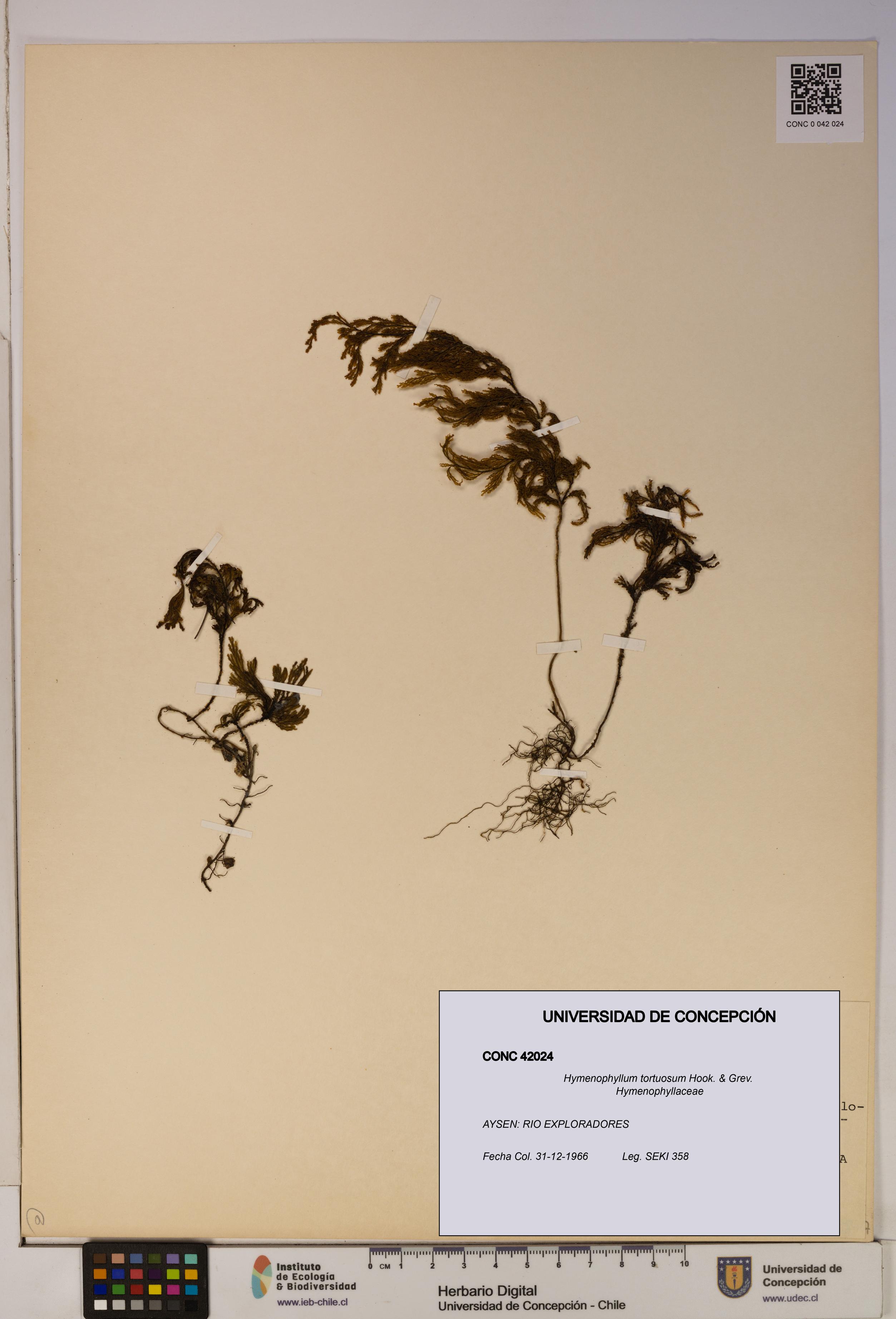 Hymenophyllum tortuosum [Espécimen: ]