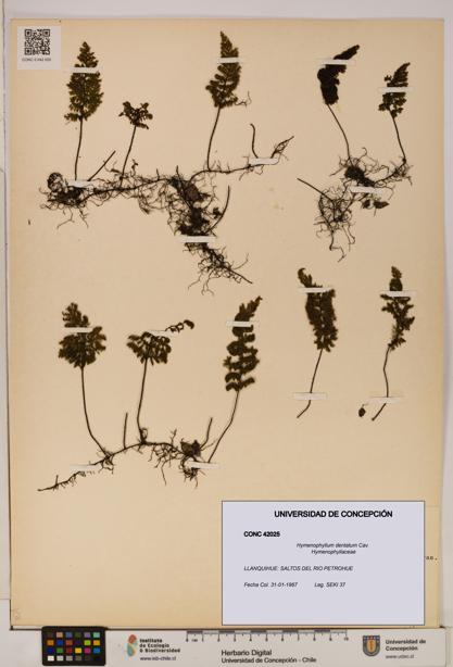 Hymenophyllum dentatum [Espécimen: UDEC:CONC:0042025]