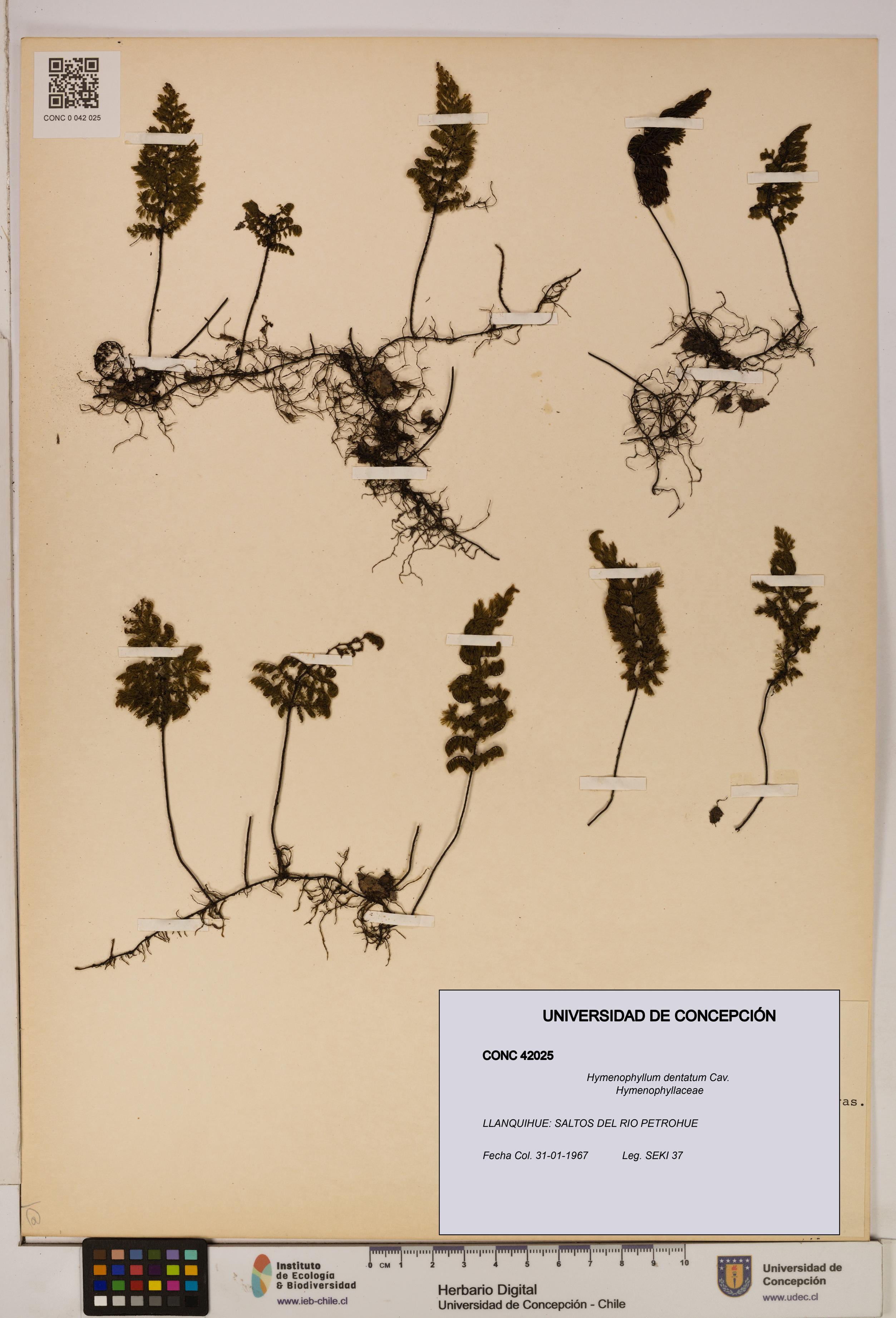 Hymenophyllum dentatum [Espécimen: UDEC:CONC:0042025]