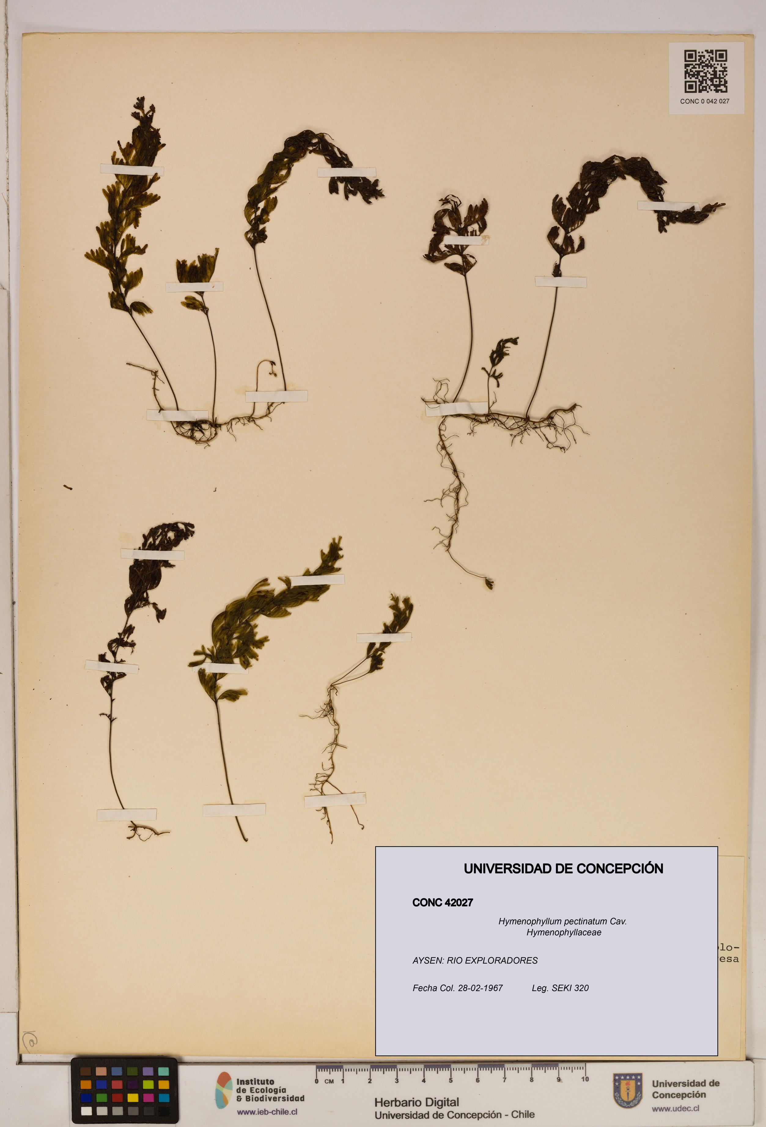 Hymenophyllum pectinatum [Espécimen: ]