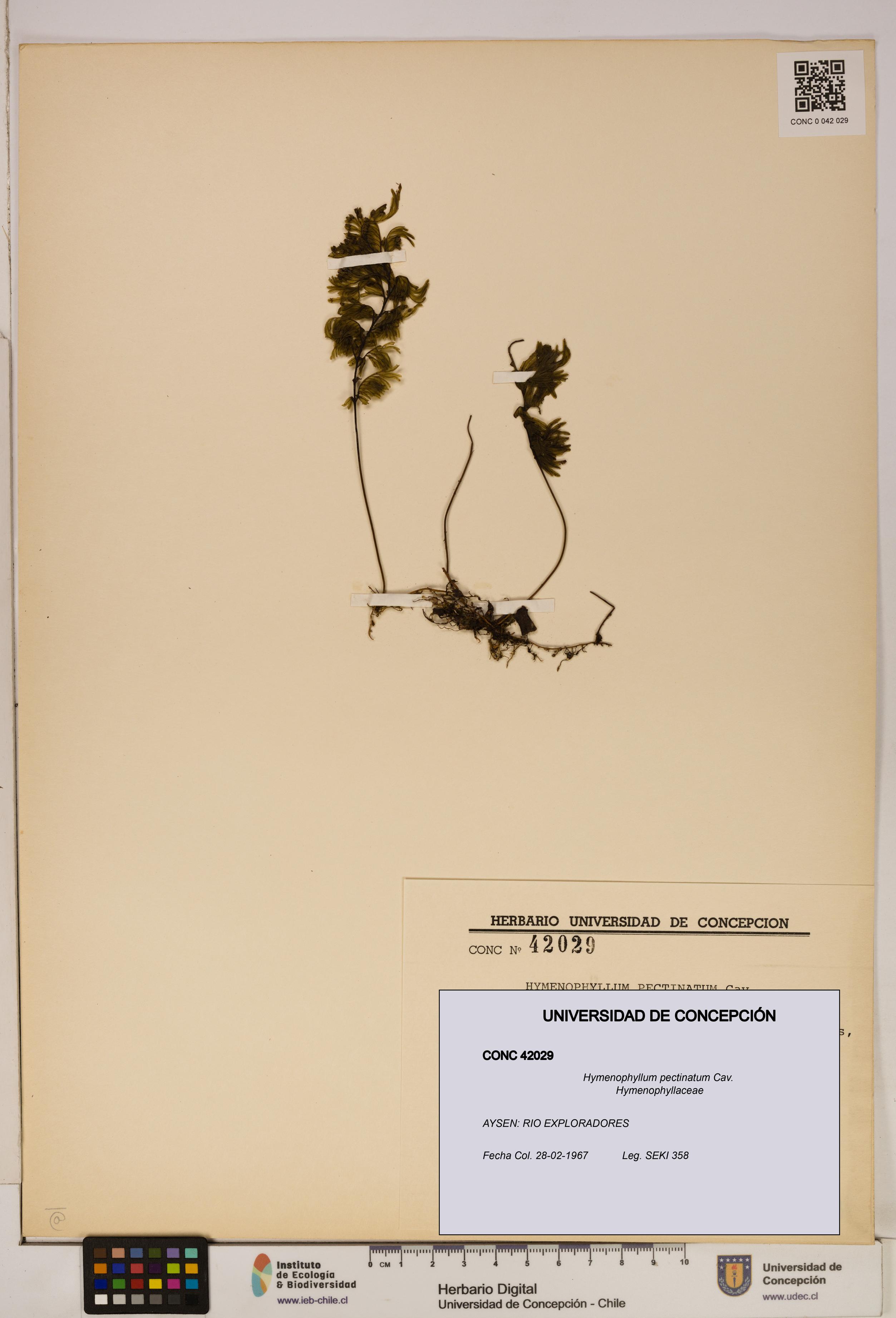 Hymenophyllum pectinatum [Espécimen: ]