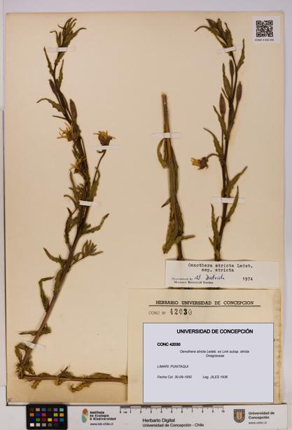 Oenothera stricta subsp. stricta [Espécimen: UDEC:CONC:0042030]