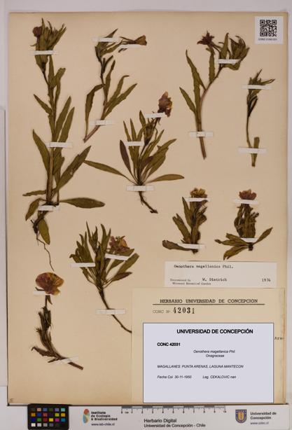 Oenothera magellanica [Espécimen: UDEC:CONC:0042031]