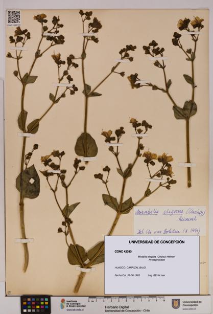 Mirabilis elegans [Espécimen: UDEC:CONC:0042033]
