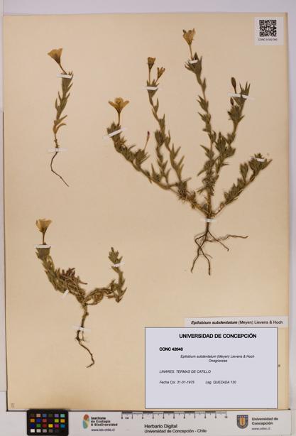 Epilobium subdentatum [Espécimen: UDEC:CONC:0042040]