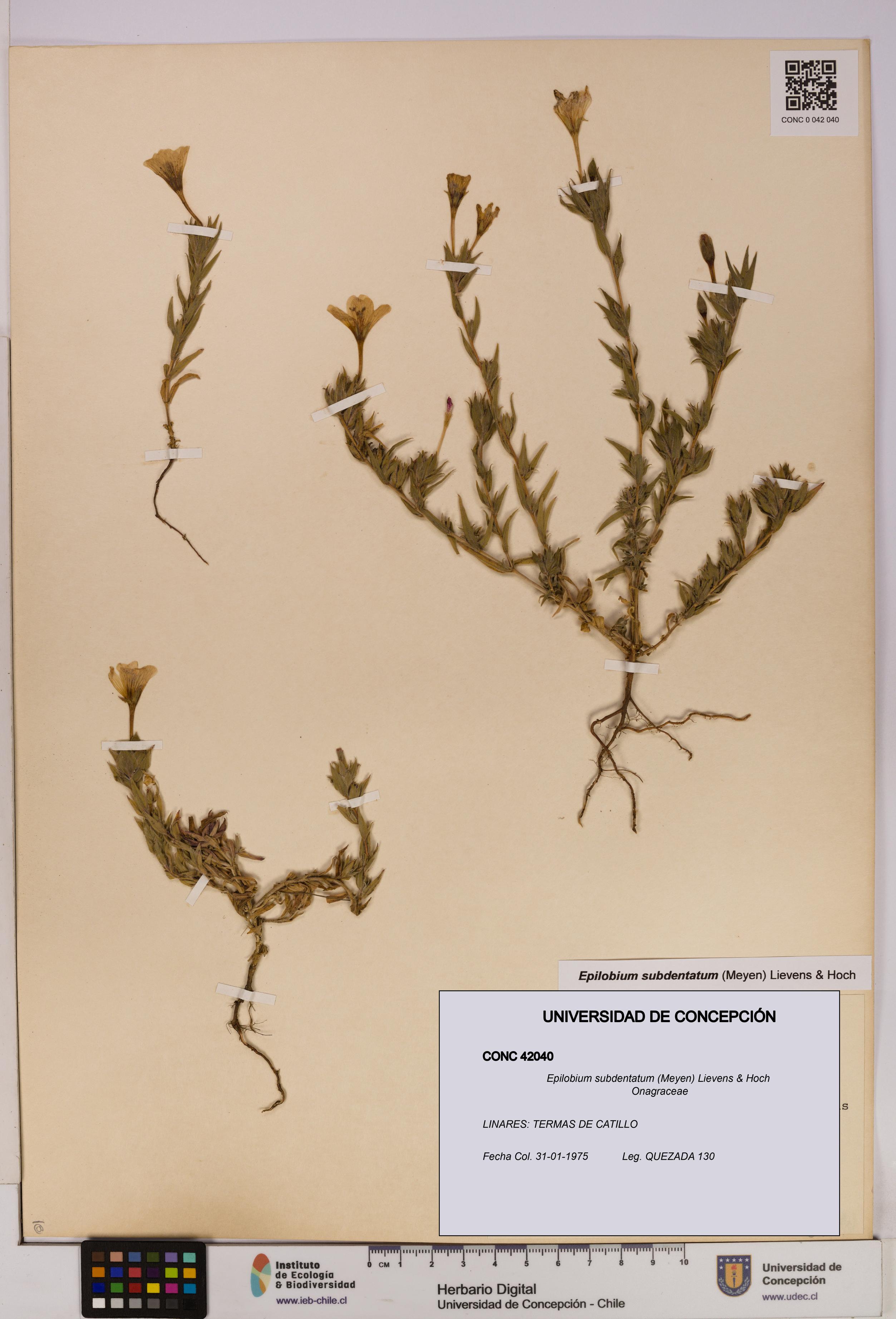 Epilobium subdentatum [Espécimen: UDEC:CONC:0042040]