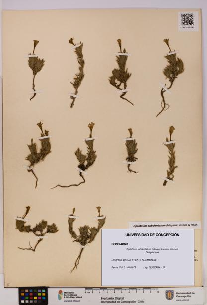 Epilobium subdentatum [Espécimen: UDEC:CONC:0042042]