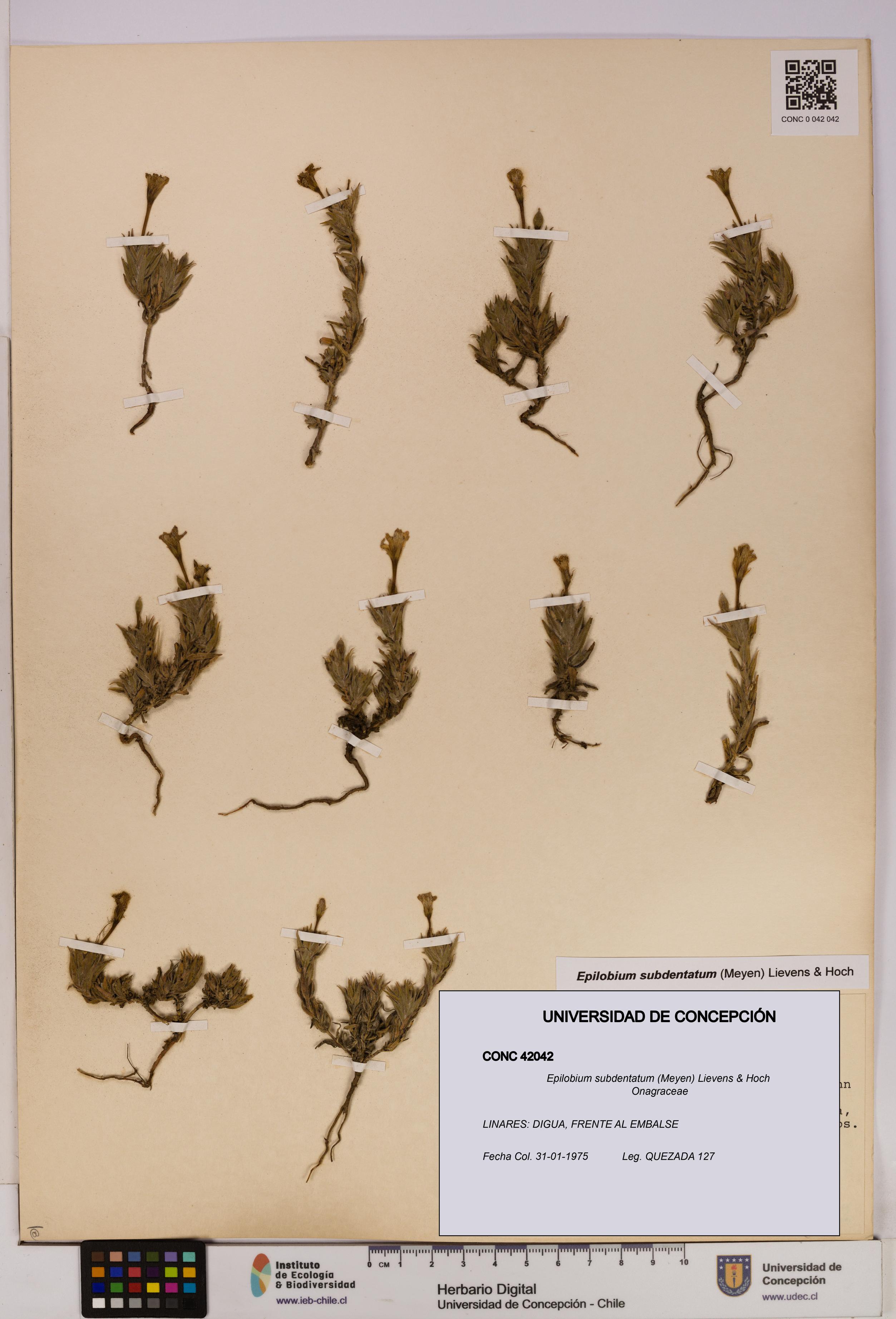 Epilobium subdentatum [Espécimen: UDEC:CONC:0042042]