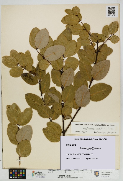 Cryptocarya alba [Espécimen: UDEC:CONC:0042043]