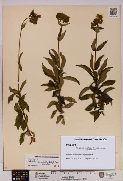 Calceolaria dentata subsp. dentata [Espécimen: UDEC:CONC:0042049]