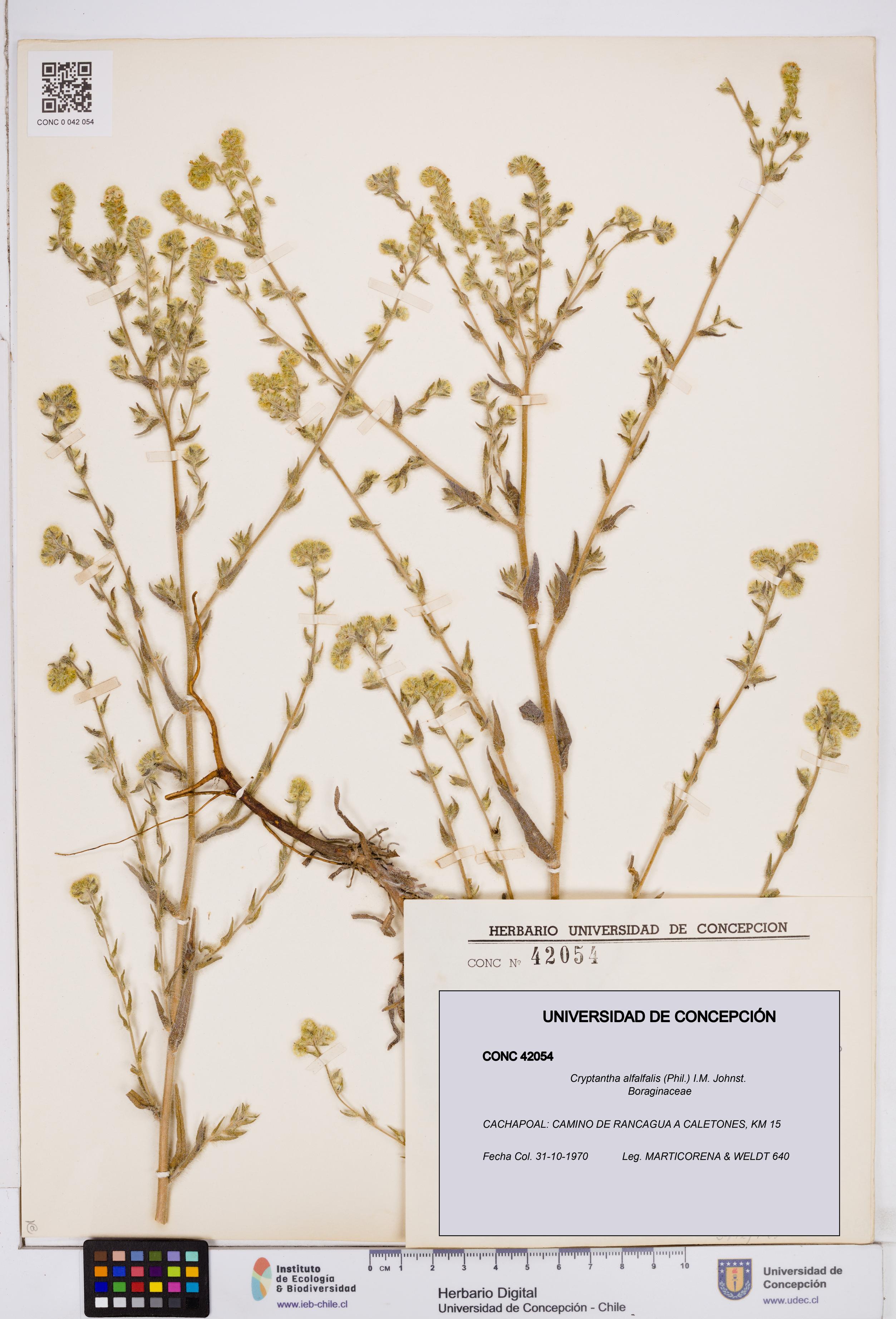 Cryptantha alfalfalis [Espécimen: ]